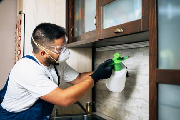 Best Local Pest Control Services  in Lawson, MO